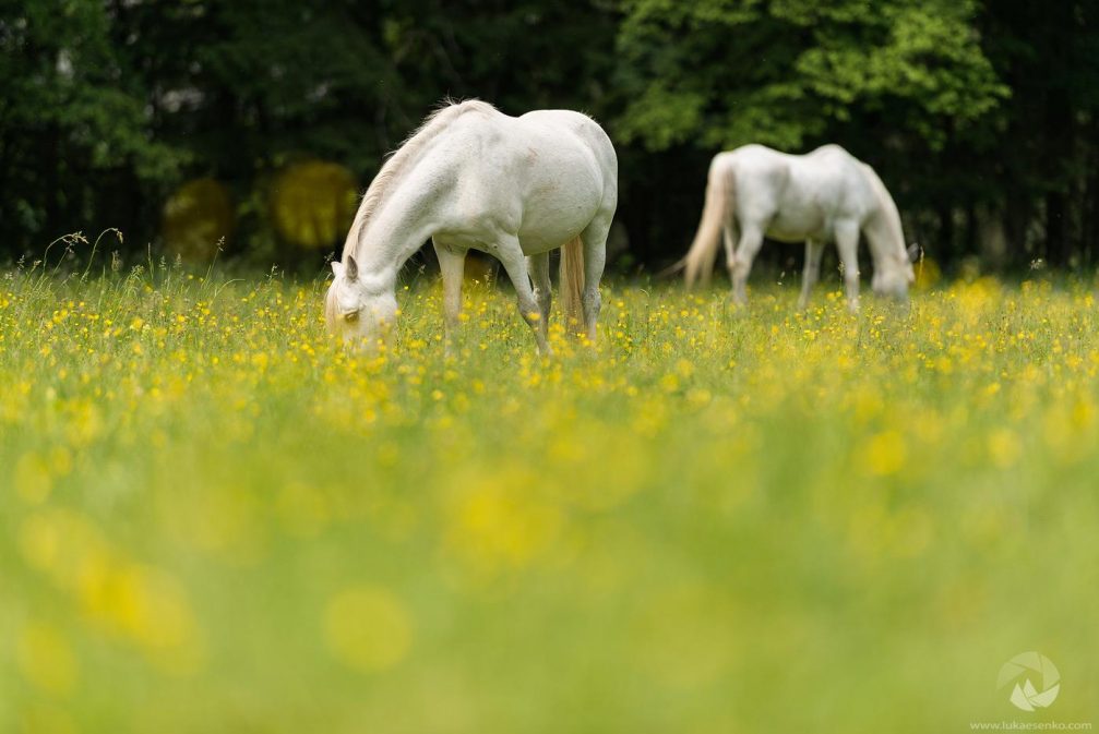 A pair of Lipizzan horses grazing on one of the pastures of the Lipica Stud Farm in Slovenia