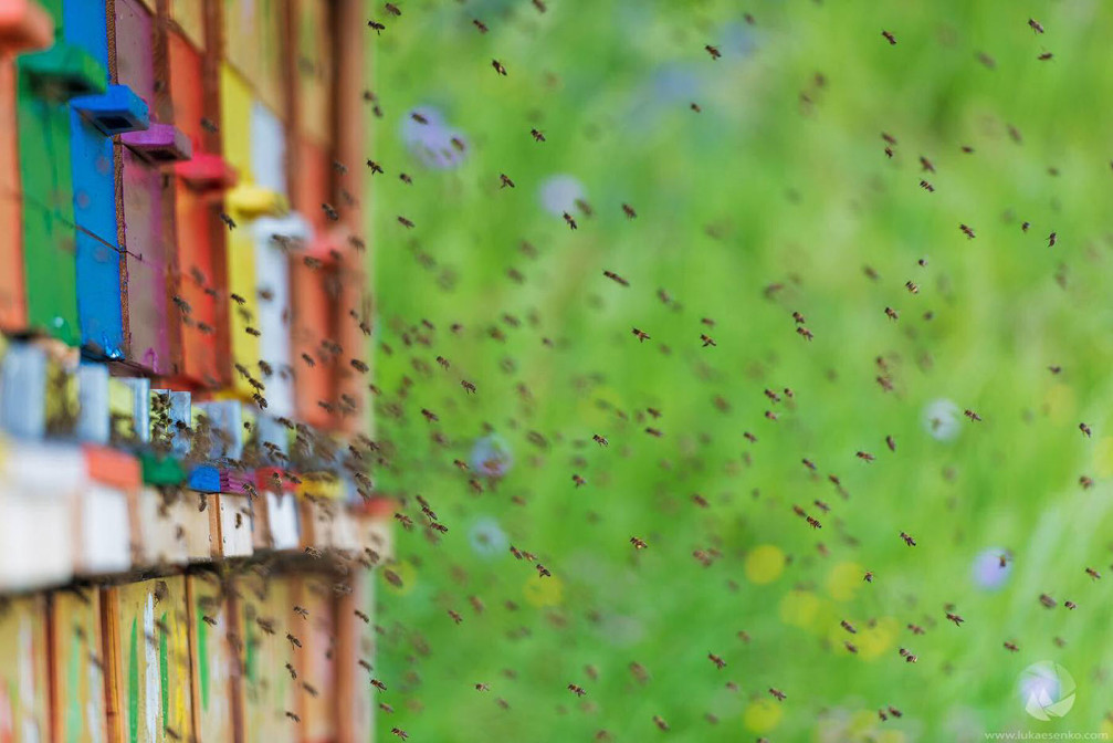 close-up of brightly colored, square beehives in Slovenia painted green, blue, purple, red, and yellow