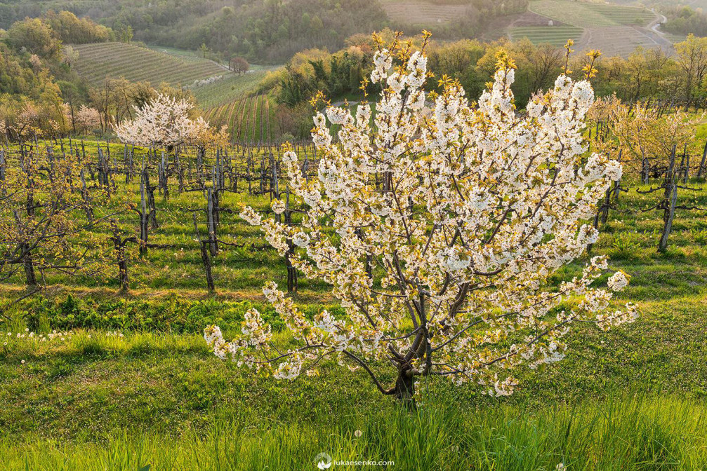 Flowering cherry trees and beautiful vineyards in the wine region of Goriska Brda, Slovenia