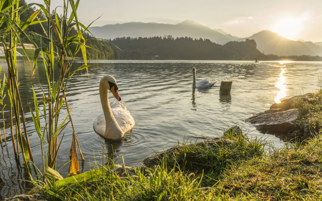 Graceful Swans in the early morning on Lake Bled, Slovenia