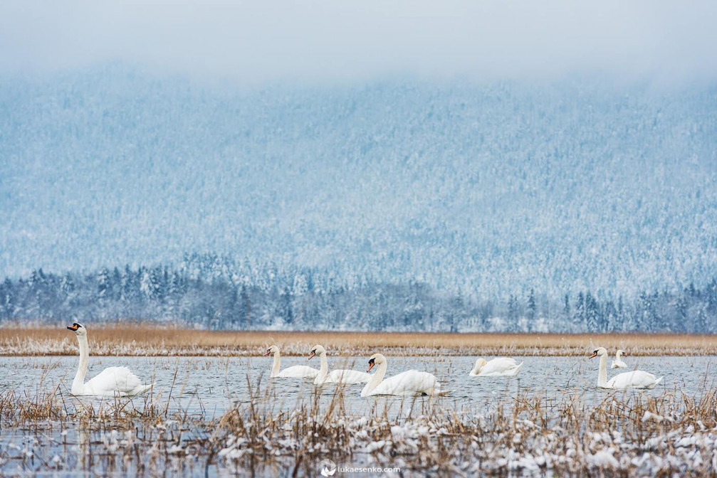 A group of elegant white swans floating on Lake Cerknica, Slovenia in the winter