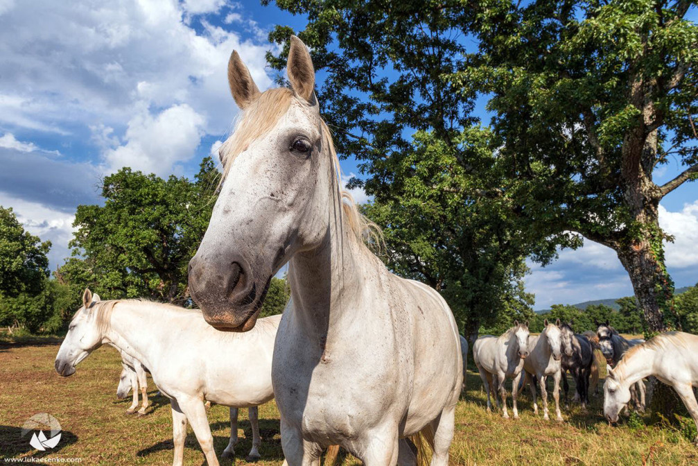 the world-famous Lipizzan horses at the Lipica Stud Farm in Slovenia