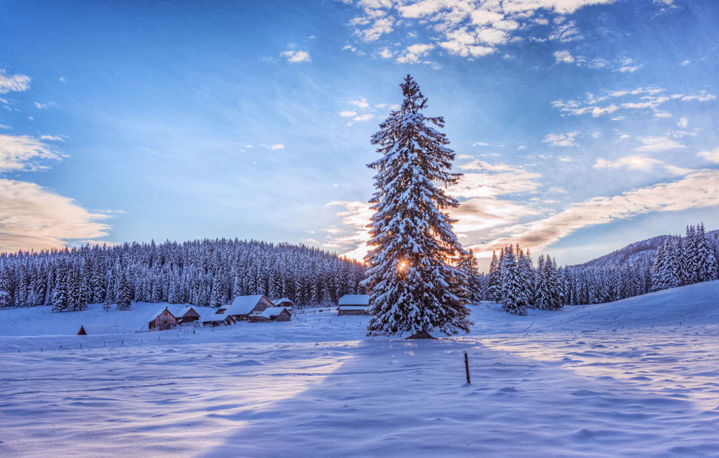 A cold winter morning on the Pokljuka plateau, Slovenia