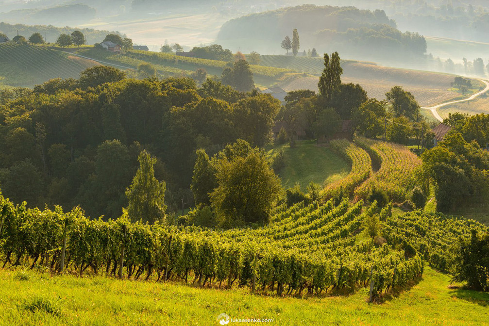 Vineyards in the Prlekija region of Slovenia