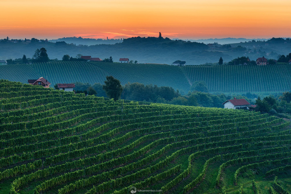 Prlekija vineyards in Slovenia