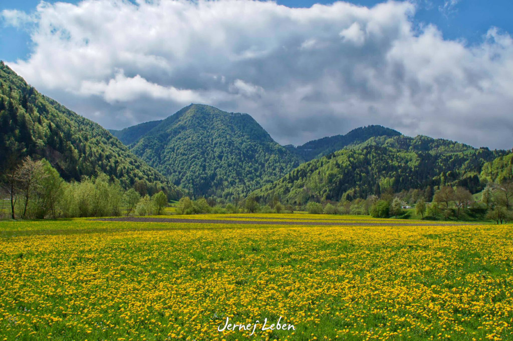 Yellow dandelion meadows in the spring in Slovenia