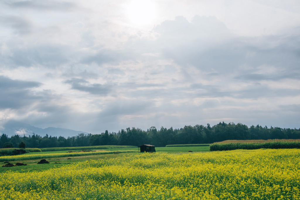 Yellow fields in the rural countryside near Kranj, the capital of the Gorenjska region of Slovenia