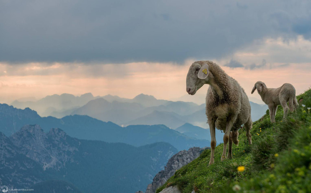 Two sheep enjoying stunning mountain views on an alpine pasture in the Slovenian Alp