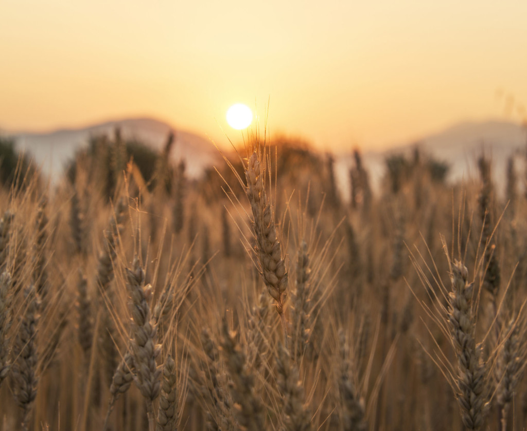 Beautiful sunset over the wheat field near the village of Rodine