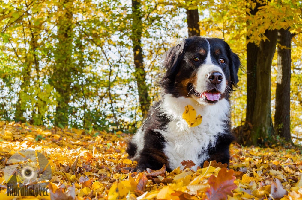 Cute dog playing in Autumn leaves in Slovenia