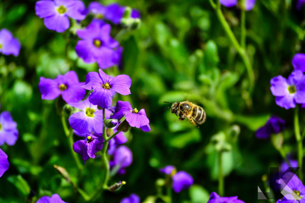 There are a lot of bees in Slovenia