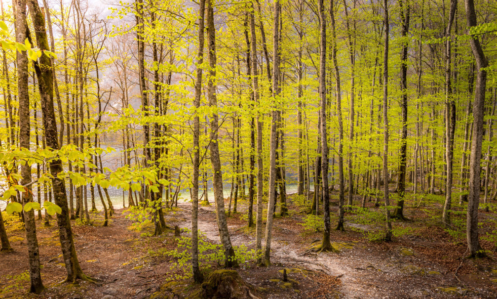 Beech forest in Bohinj, Slovenia
