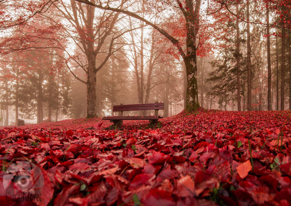 Autumn Bench in Bohinj, Slovenia