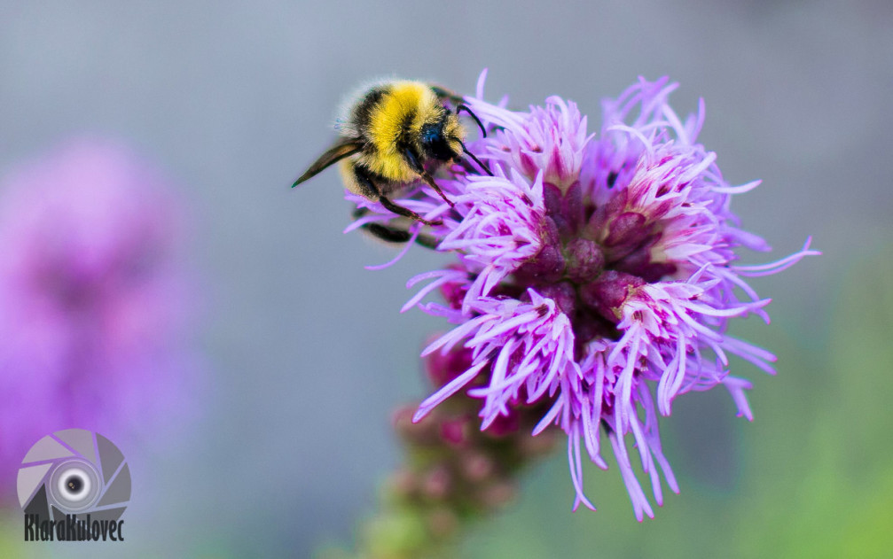 Bumble bee on a flower