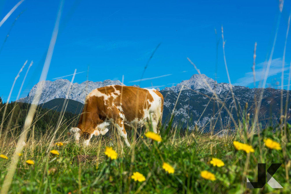 A cow on a dairy pasture with the Slovenian Alps in the background