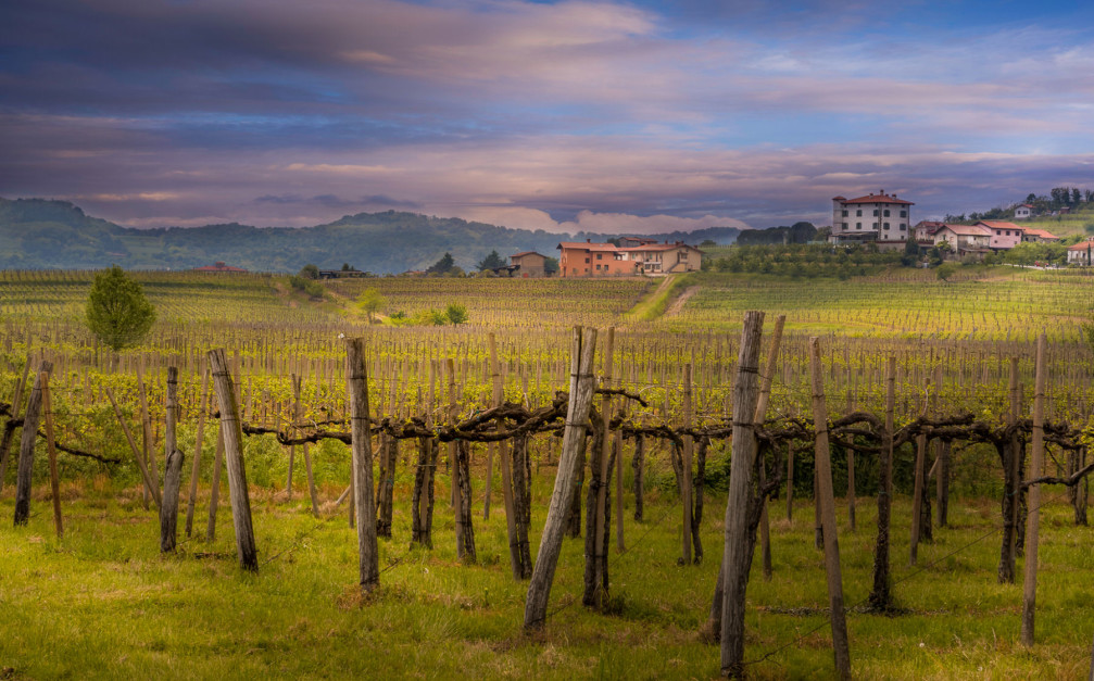 Goriska Brda vineyards, Slovenia