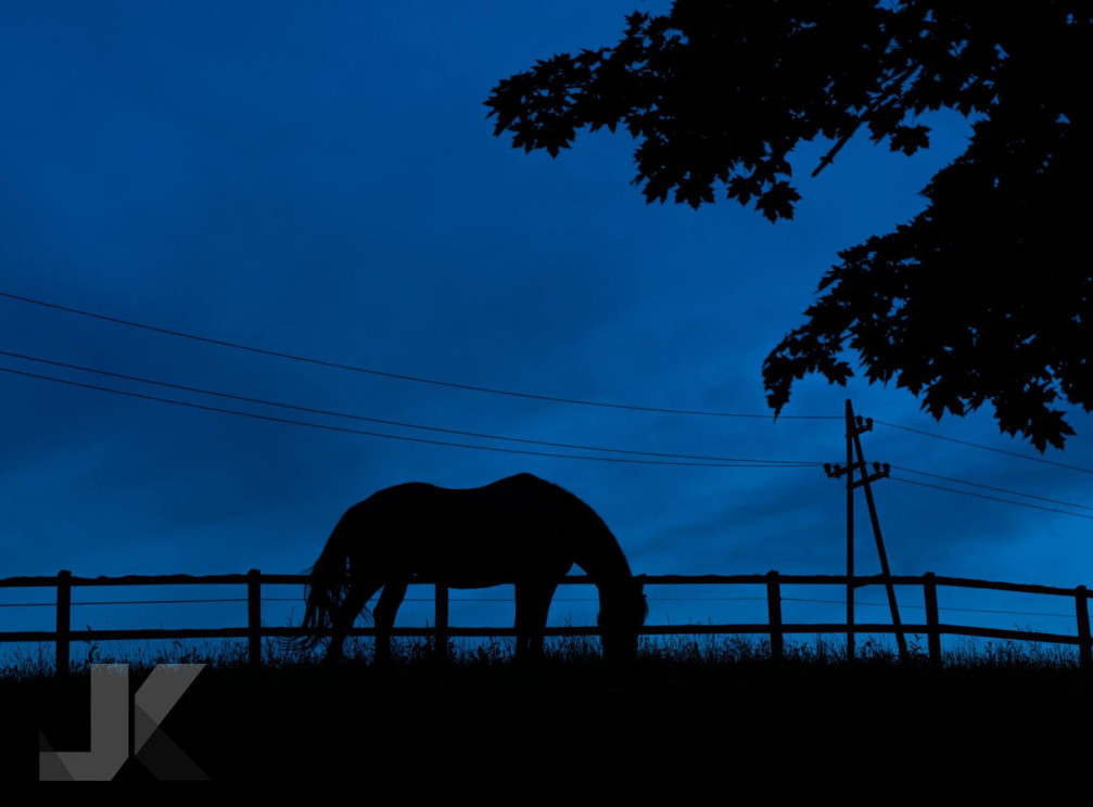 A horse grazing on a pasture at dawn somewhere in Slovenia