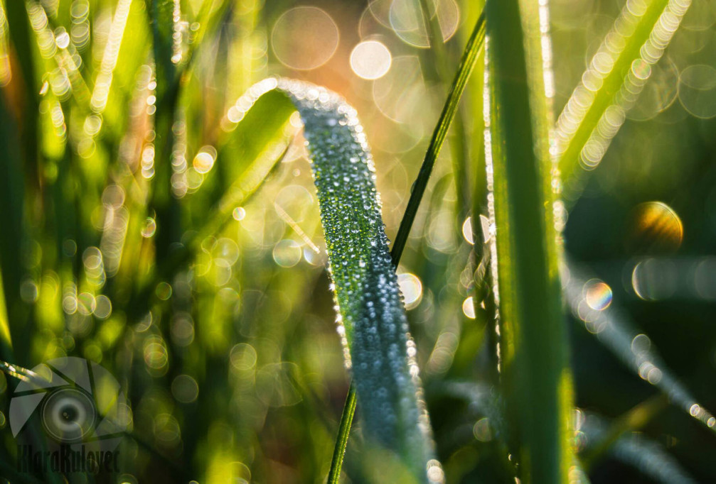 Morning dew