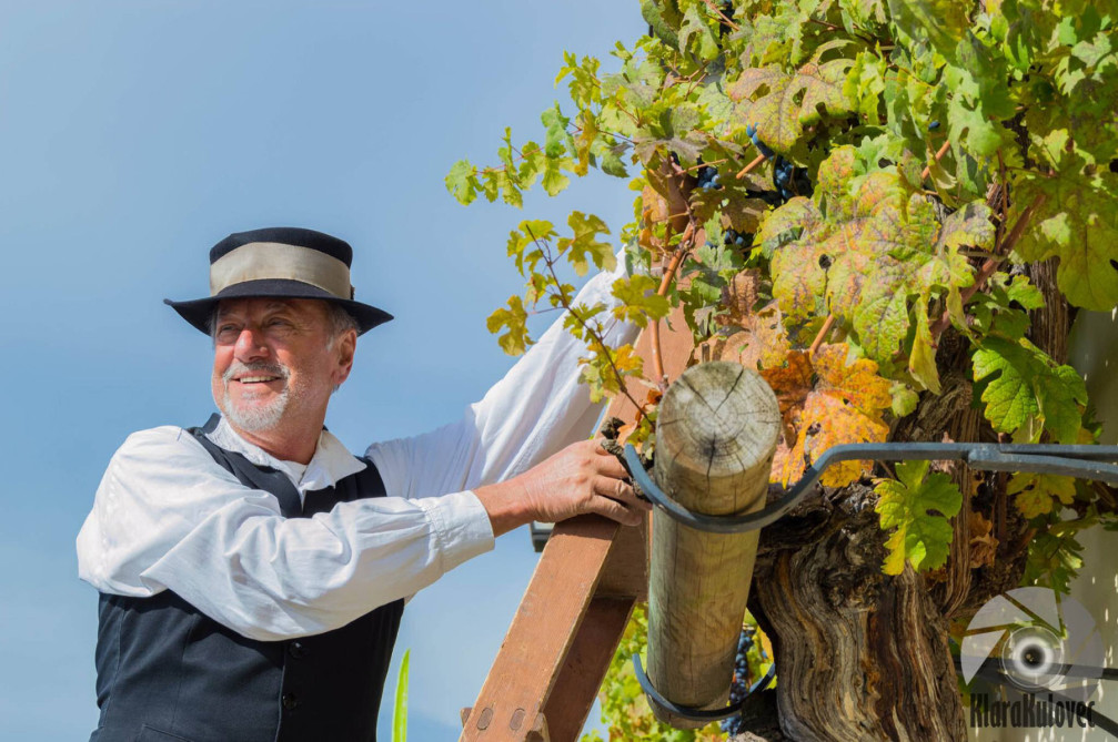 Old Vine grape harvest as part of the Old Vine Festival in Maribor, Slovenia