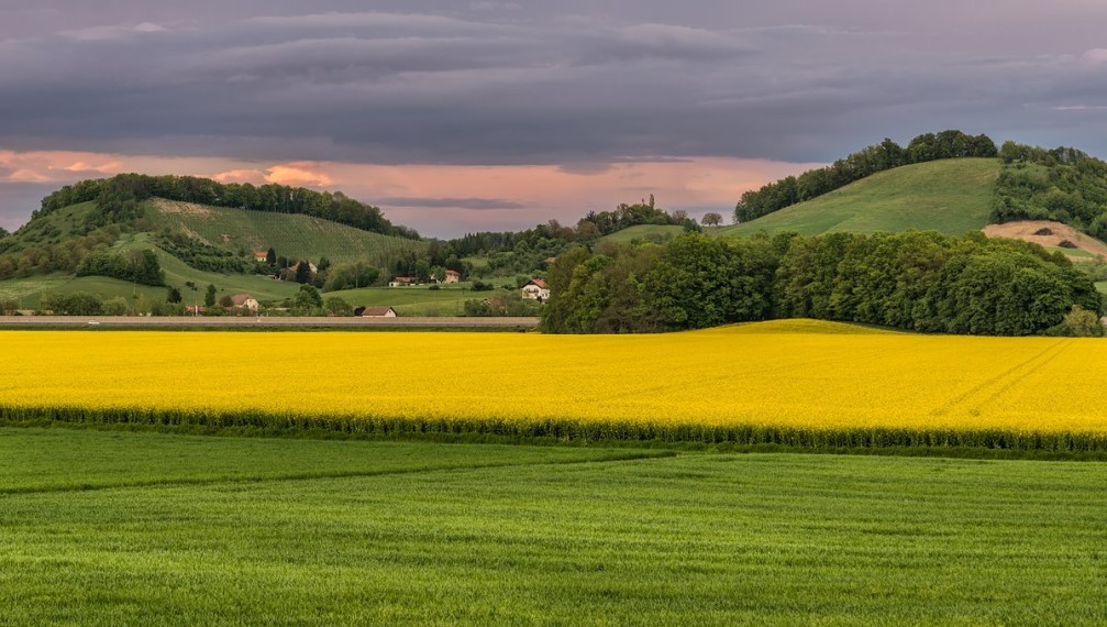 Field of yellow rapeseed in front of the Pernica village in the Styria region of Slovenia