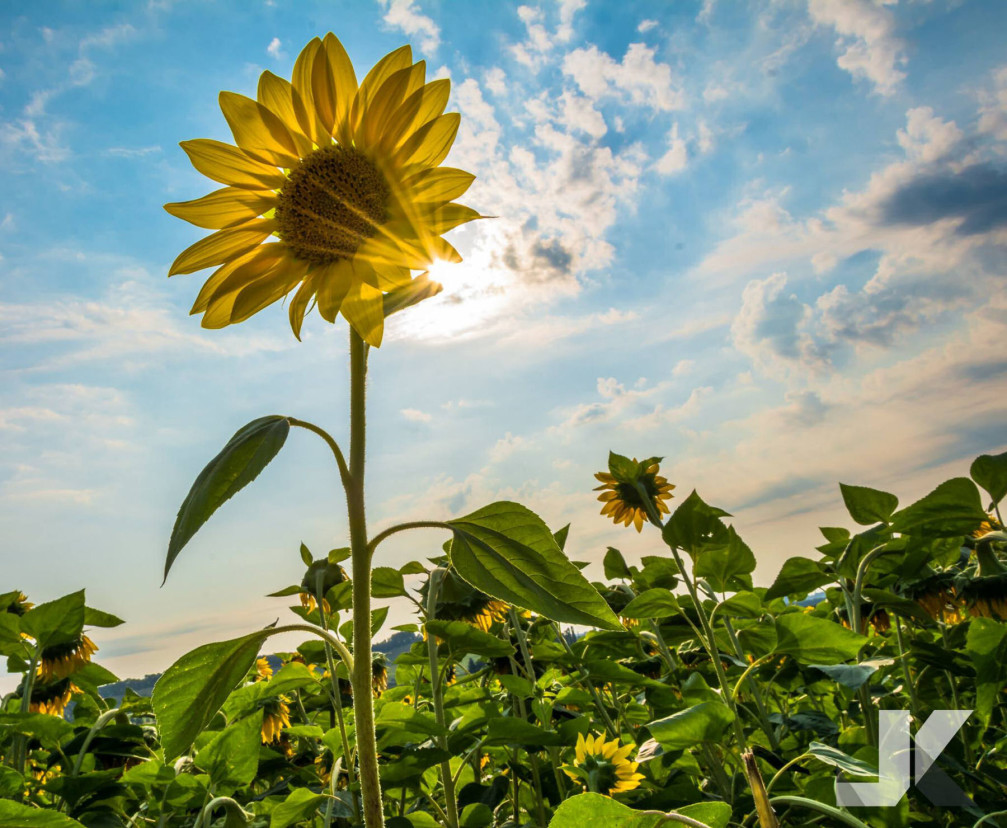 A field of sunflowers somewhere in the Styria region of Slovenia