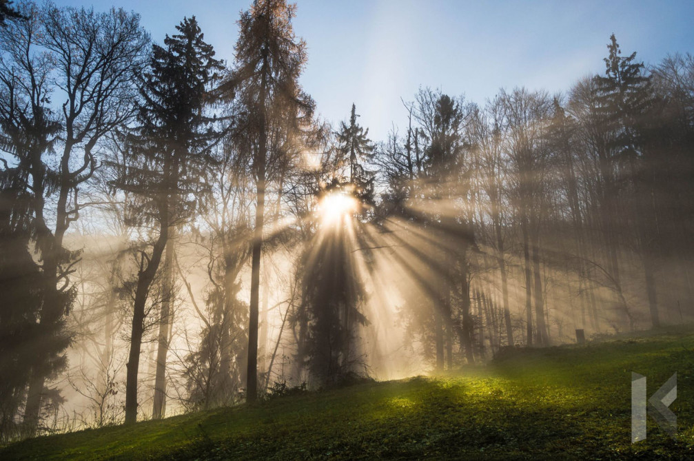 Sun rays filtering through the trees in the Pohorje Mountains, Slovenia