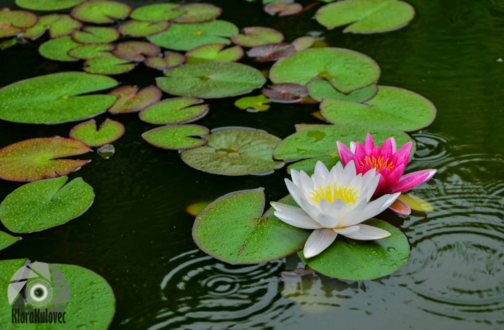 Water lilies in Slovenia