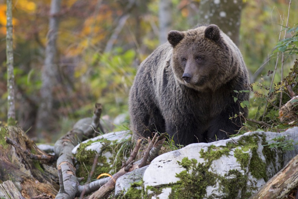 bear-ursidae - TRAVELSLOVENIA.ORG – All You Need To Know To Visit Slovenia