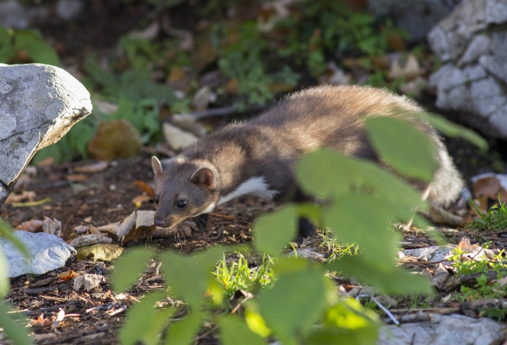 Beech Martens, Martes foina, in the woods in Slovenia