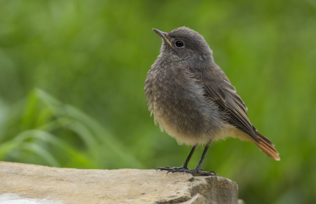 The female black redstart, Phoenicurus ochruros, photographed in Slovenia