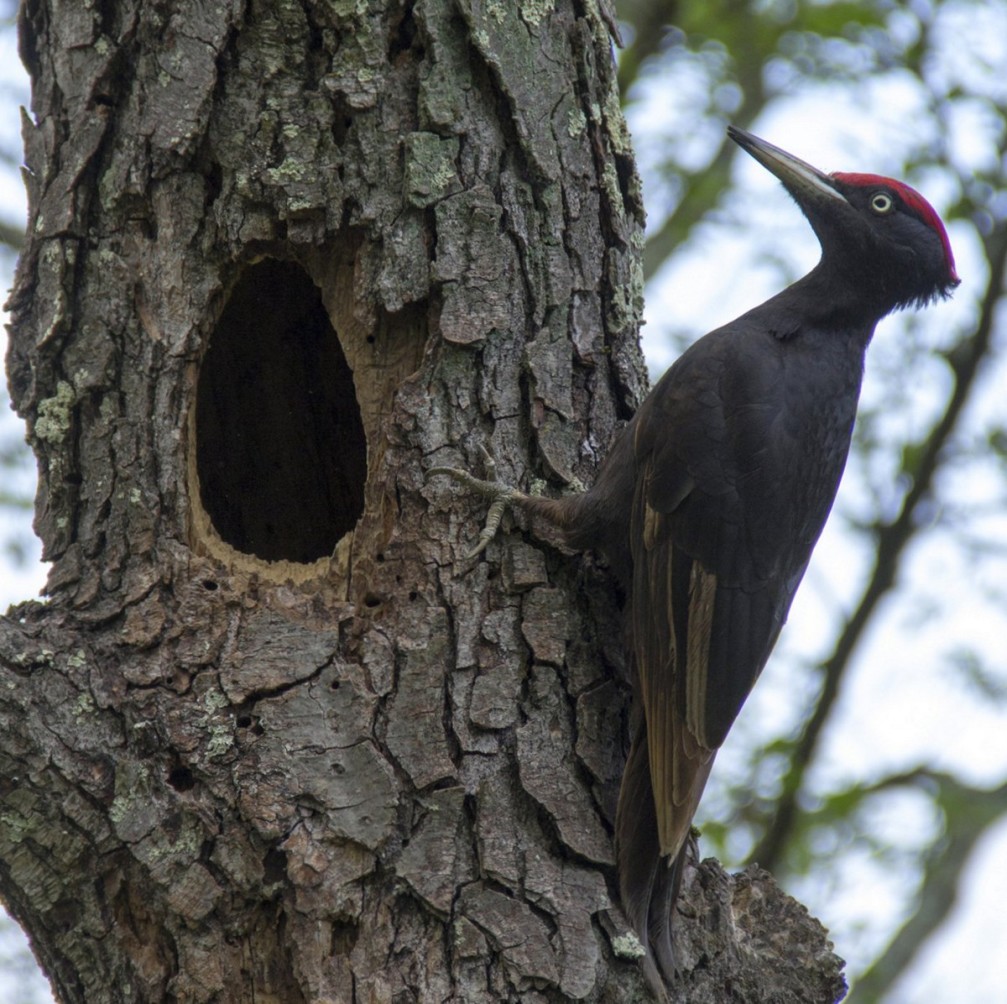 Dryocopus martius, the black woodpecker photographed in Slovenia