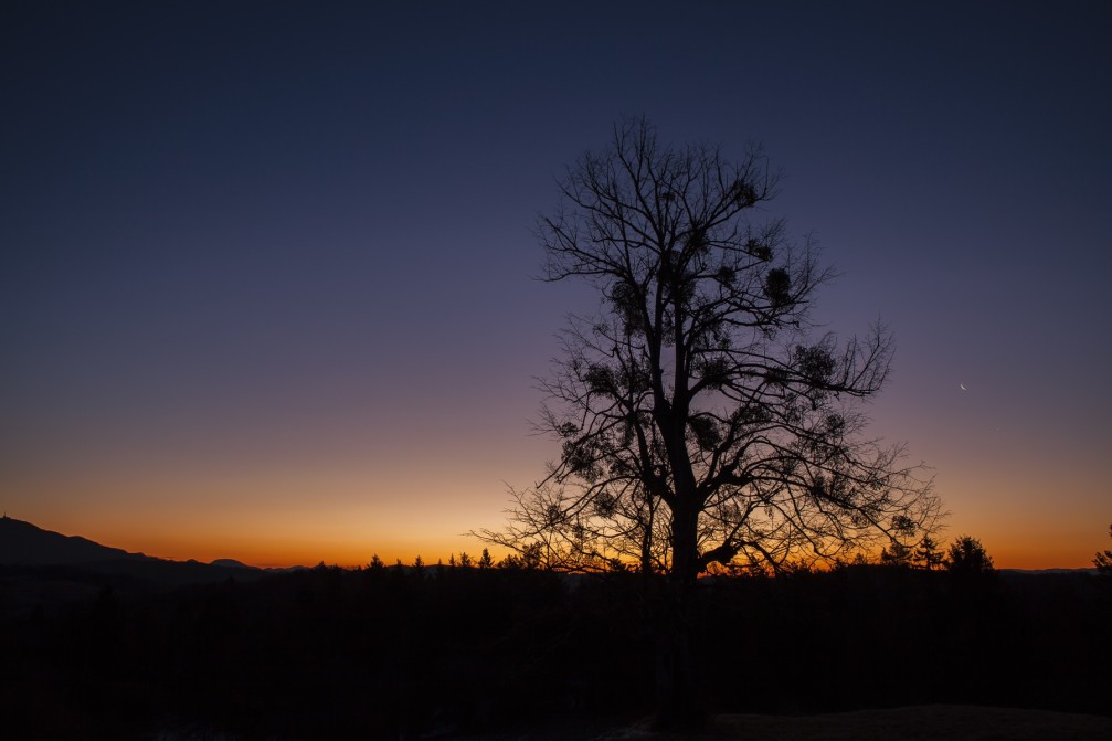 A lonely tree in a countryside near the village of Borovak Pri Polsniku just before sunrise