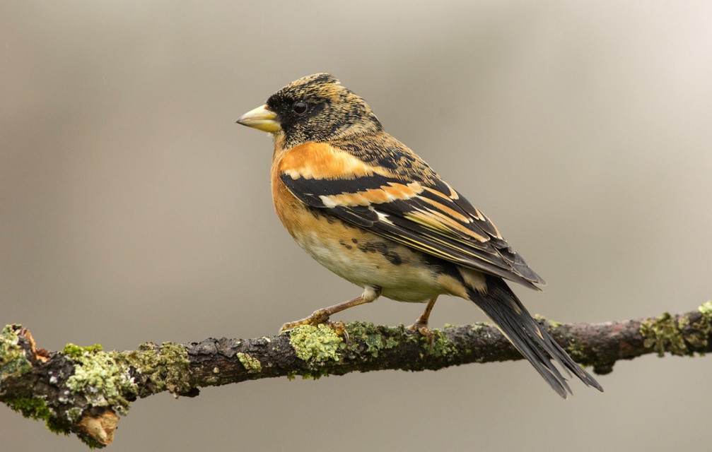 Fringilla montifringilla, the brambling photographed in Slovenia