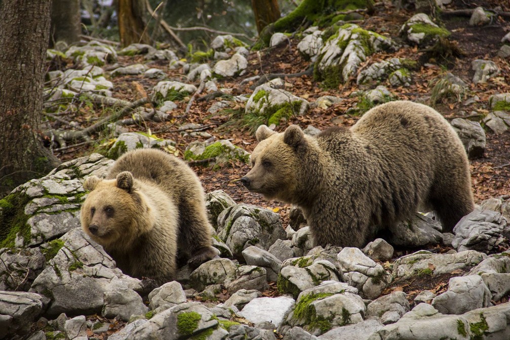 Two Eurasian brown bears, Ursus arctos, in the Dinaric Mountains of Slovenia