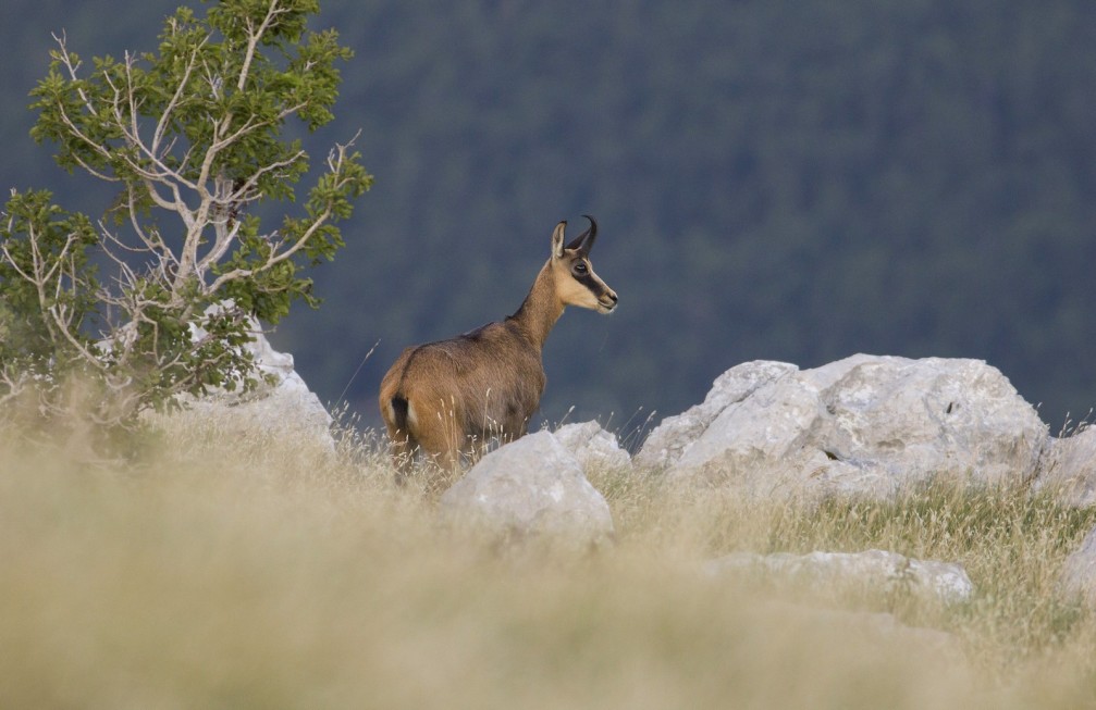 Female chamois, Rupicapra rupicapra, in the wild in Slovenia