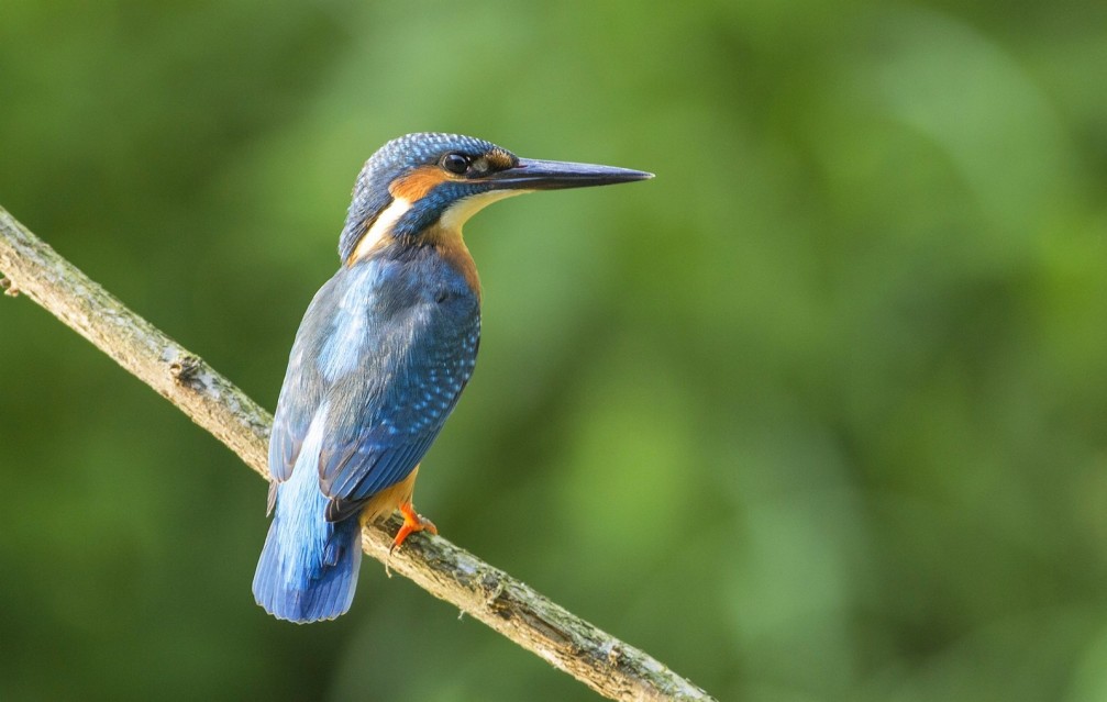 Alcedo atthis, the common kingfisher photographed in Slovenia