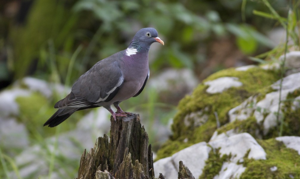 Columba palumbus, the common wood pigeon photographed in Slovenia