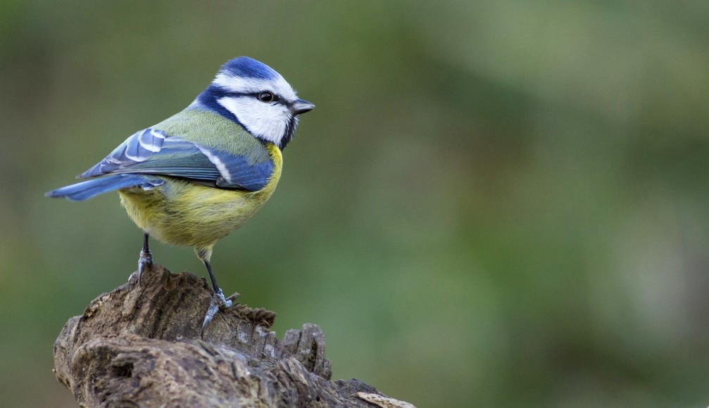 Eurasian blue tit, Cyanistes caeruleus, photographed in Slovenia