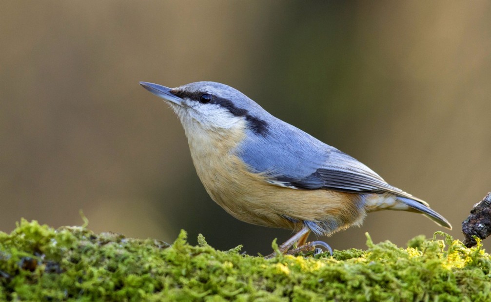 Sitta europaea, the Eurasian nuthatch photographed in Slovenia