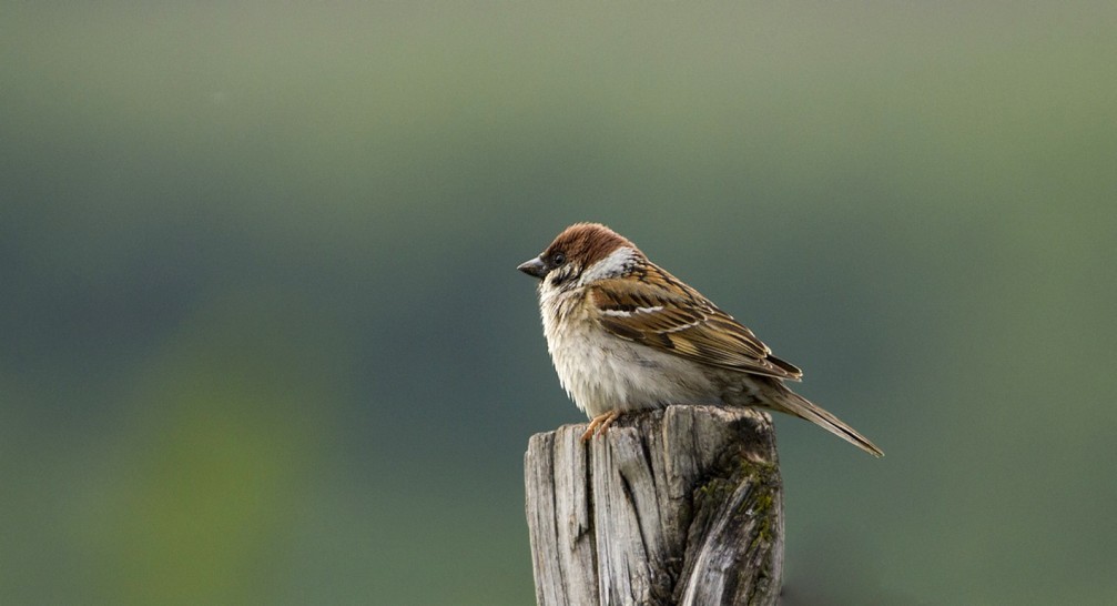 Passer montanus, the Eurasian tree sparrow photographed in Slovenia