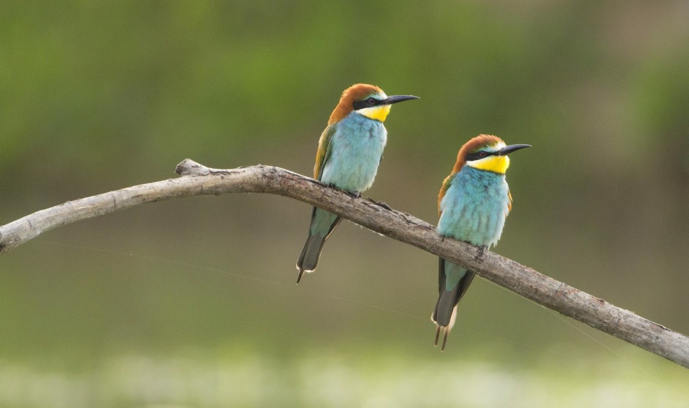 Two European Bee-eaters, Merops apiaster, photographed in Slovenia