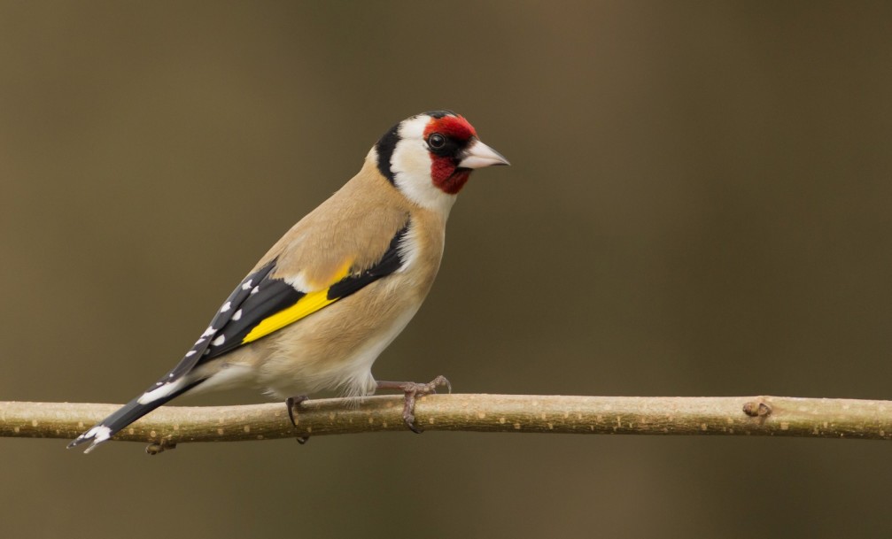 Carduelis carduelis, the European Goldfinch photographed in Slovenia