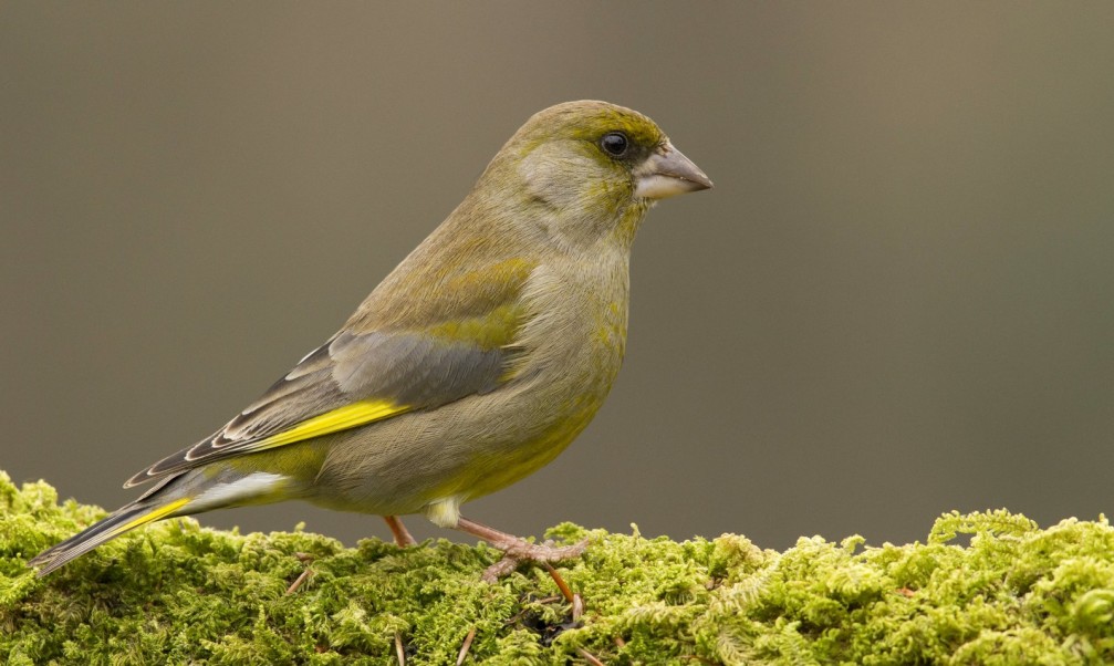 Carduelis carduelis, the European Greenfinch photographed in Slovenia