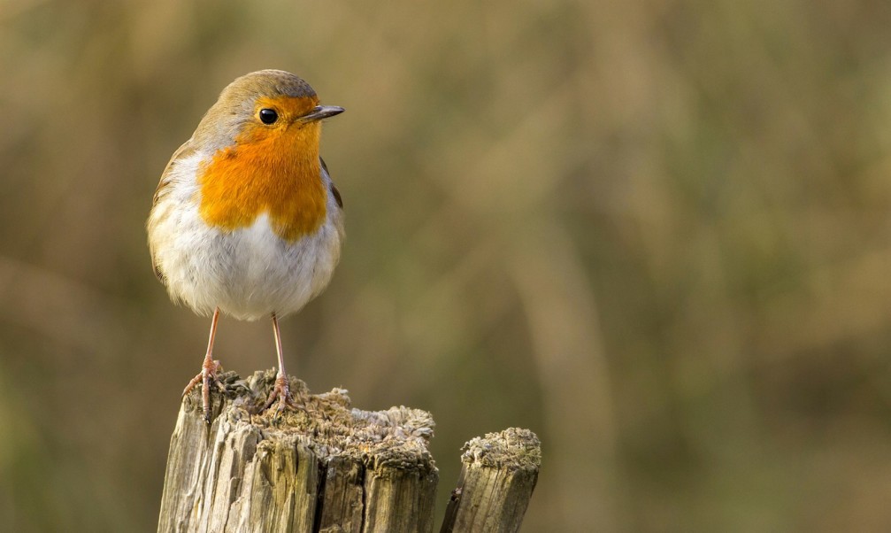 Erithacus rubecula, the European robin photographed in Slovenia