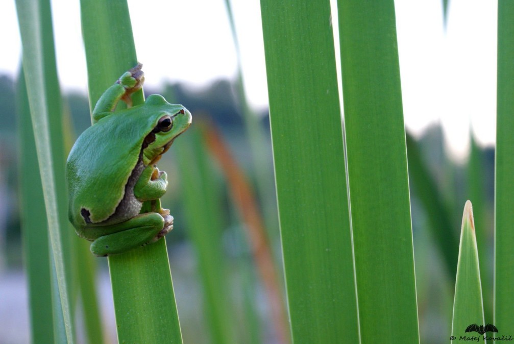 Hyla arborea, the European tree frog photographed in Slovenia