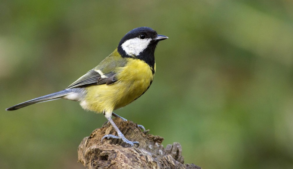 Parus major, the great tit photographed in Slovenia