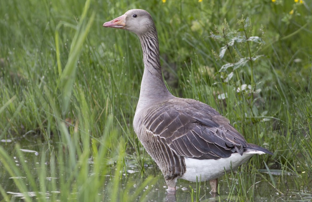 Anser anser, the greylag goose photographed in Slovenia