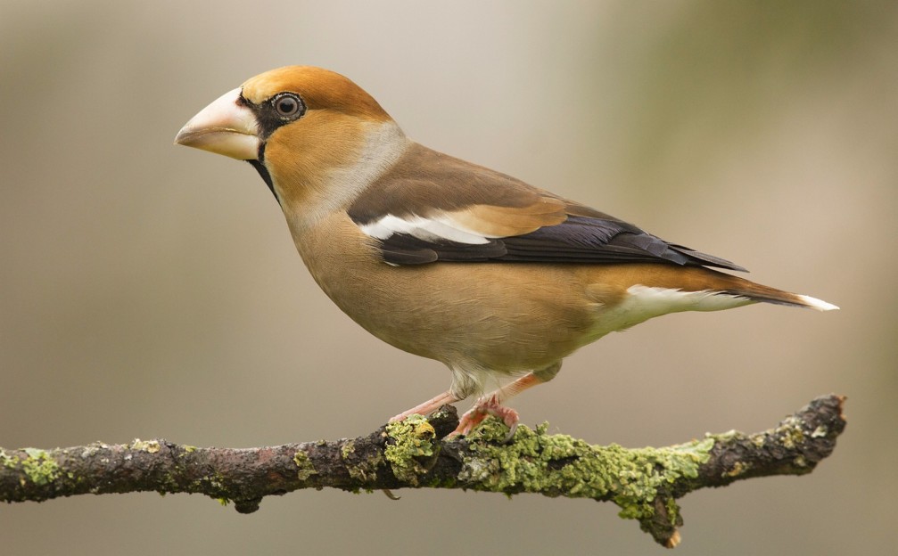 Coccothraustes coccothraustes, the hawfinch photographed in Slovenia