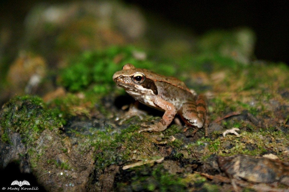 Rana latastei, the Italian agile frog photographed in Slovenia