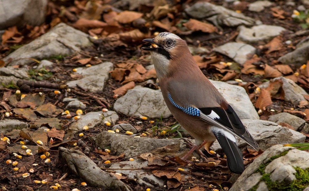 A hungry Eurasian Jay, Garrulus glandarius, eating corn